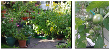 Tomatoes in the borders