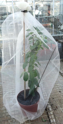 Flowering bean in a net. Photo: Linda Birkin, 2013