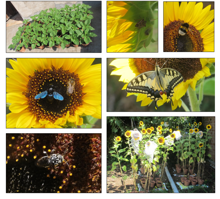 Sunflowers from Spain