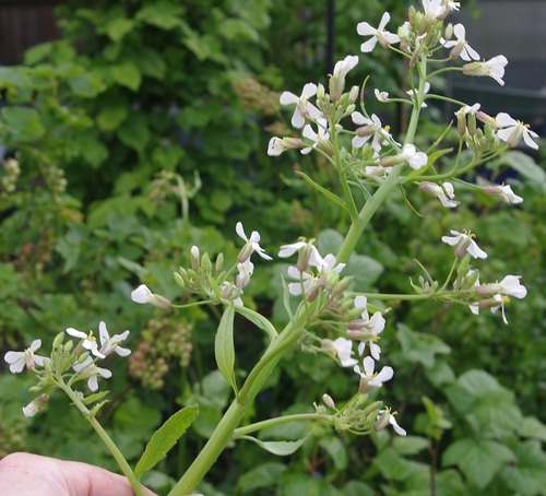 An opened-out flower spike