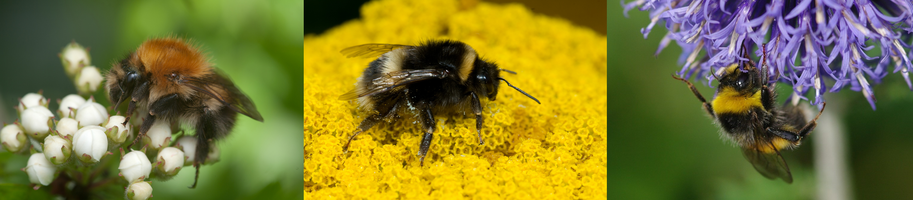 Photos Will George 2013; Left to right: Bombus pascuorum, Bombus terrestris, Bombus lucorum