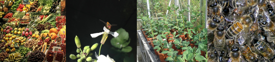 Market with fruit; hoverfly on radish flowers; lots of bean plants; honeybees by Will George 2013